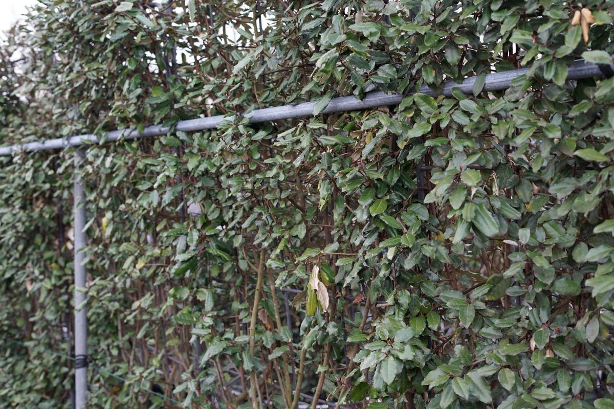  Olijfwilg Als Leivorm (Elaeagnus Ebbingei)