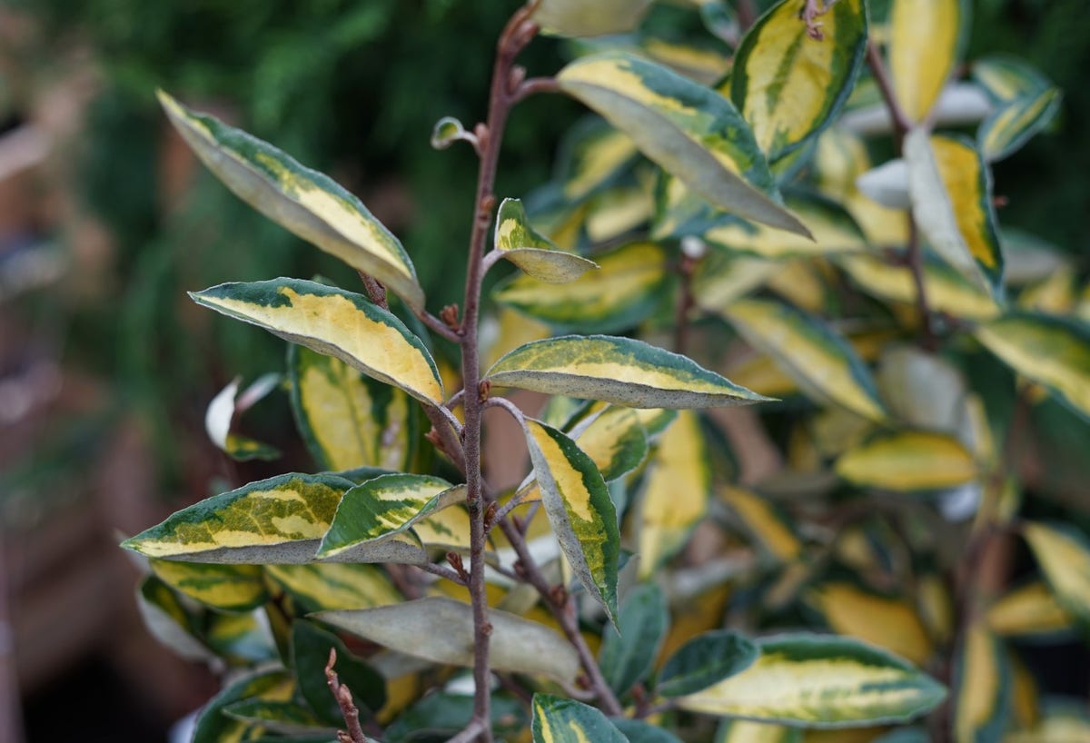  Bontbladige Olijfwilg (Elaeagnus Ebbingei 'Limelight')