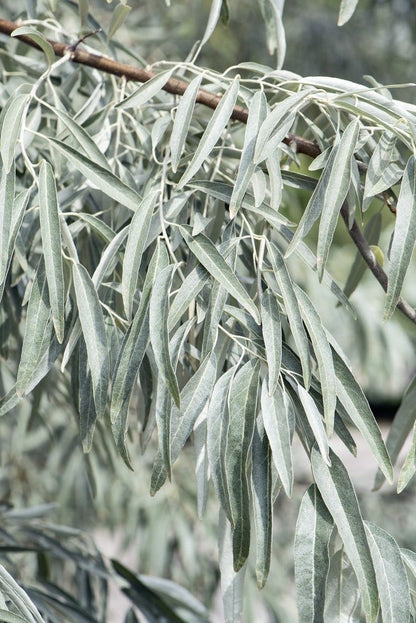  Smalbladige Olijfwilg Als Boom (Elaeagnus Angustifolia)