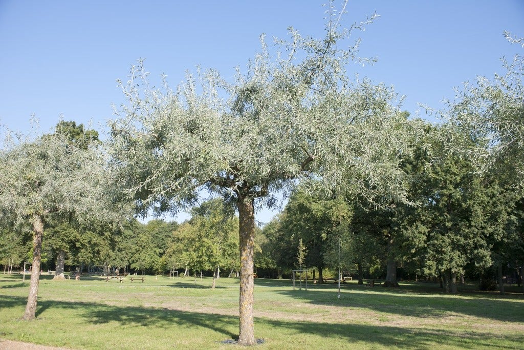  Smalbladige Olijfwilg Als Boom (Elaeagnus Angustifolia)