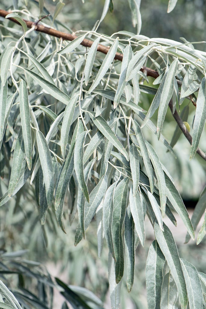  Smalbladige Olijfwilg Als Struik (Elaeagnus Angustifolia)
