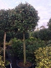  Olijfwilg Op Stam (Elaeagnus Ebbingei)