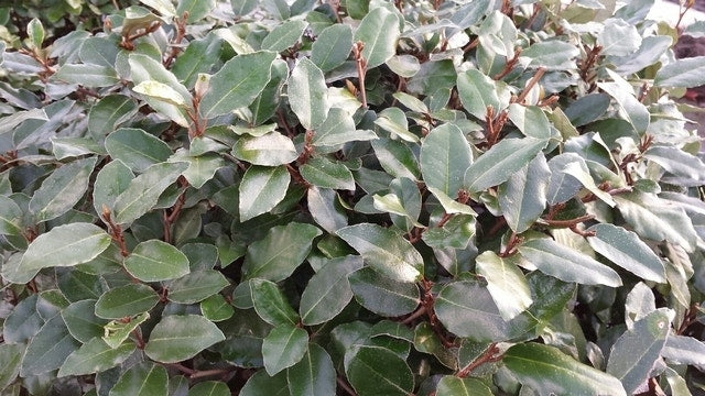  Olijfwilg (Elaeagnus Ebbingei)