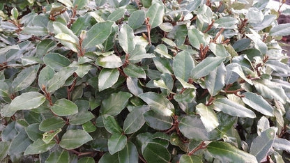  Olijfwilg (Elaeagnus Ebbingei)