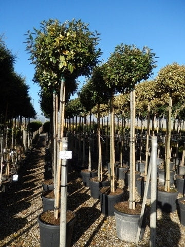  Olijfwilg Als Boom (Elaeagnus Ebbingei)