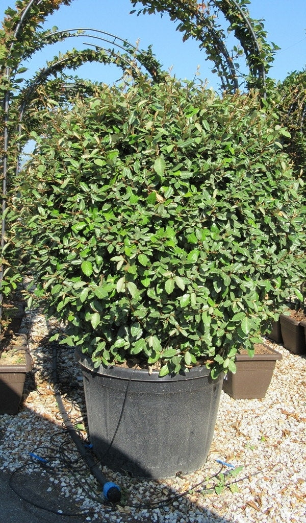  Olijfwilg Als Bol (Elaeagnus Ebbingei 'Compacta')