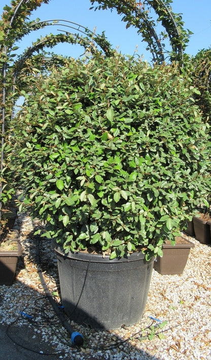  Olijfwilg Als Bol (Elaeagnus Ebbingei 'Compacta')