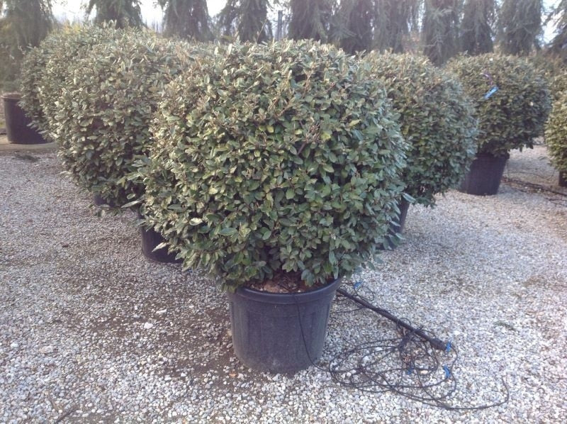  Olijfwilg Als Bol (Elaeagnus Ebbingei 'Compacta')