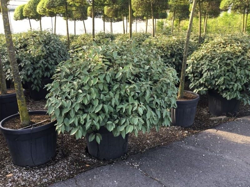  Olijfwilg Als Bol (Elaeagnus Ebbingei 'Compacta')