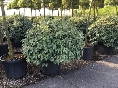  Olijfwilg Als Bol (Elaeagnus Ebbingei 'Compacta')