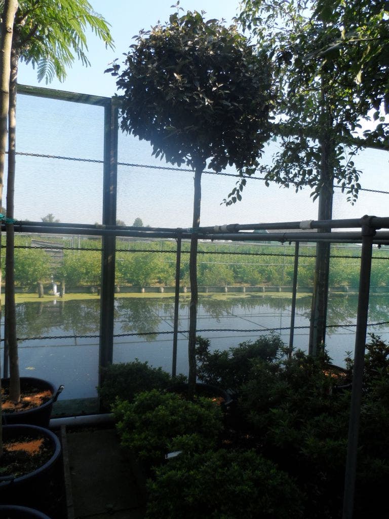  Olijfwilg Als Boom (Elaeagnus Ebbingei)