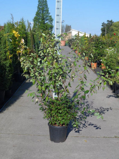  Olijfwilg (Elaeagnus Ebbingei)