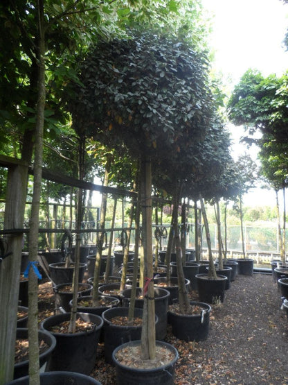  Olijfwilg Op Stam (Elaeagnus Ebbingei)