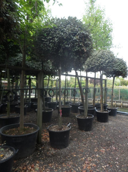  Olijfwilg Als Boom (Elaeagnus Ebbingei)