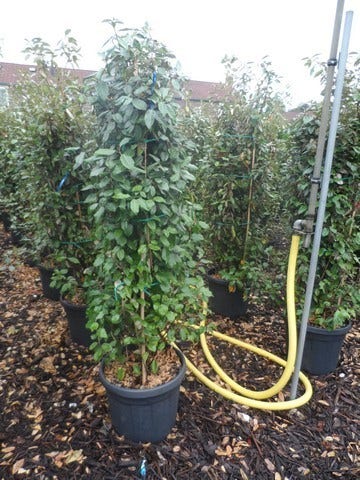  Olijfwilg (Elaeagnus Ebbingei)