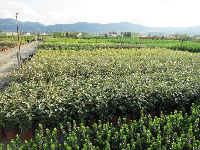  Olijfwilg (Elaeagnus Ebbingei)