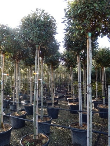  Olijfwilg Als Boom (Elaeagnus Ebbingei)