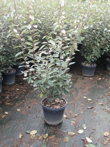  Olijfwilg (Elaeagnus Ebbingei)
