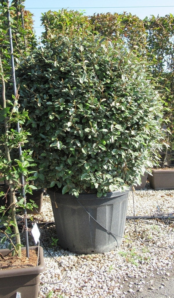  Olijfwilg Als Bol (Elaeagnus Ebbingei 'Compacta')