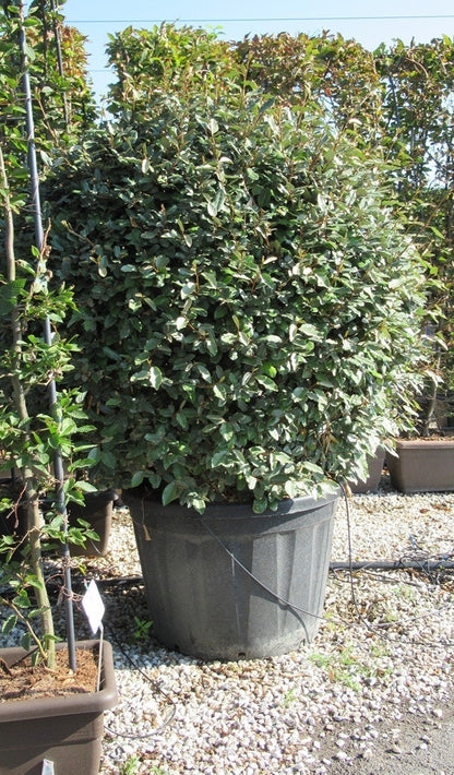 Olijfwilg Als Bol (Elaeagnus Ebbingei 'Compacta')