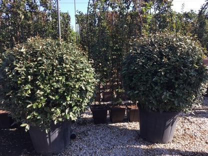  Olijfwilg Als Bol (Elaeagnus Ebbingei 'Compacta')
