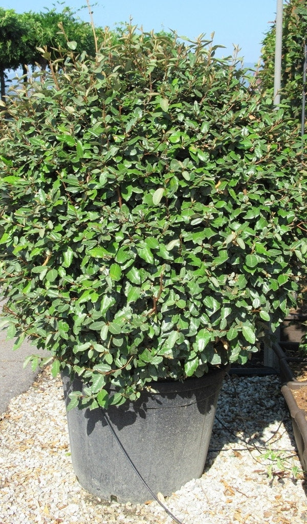  Olijfwilg Als Bol (Elaeagnus Ebbingei 'Compacta')