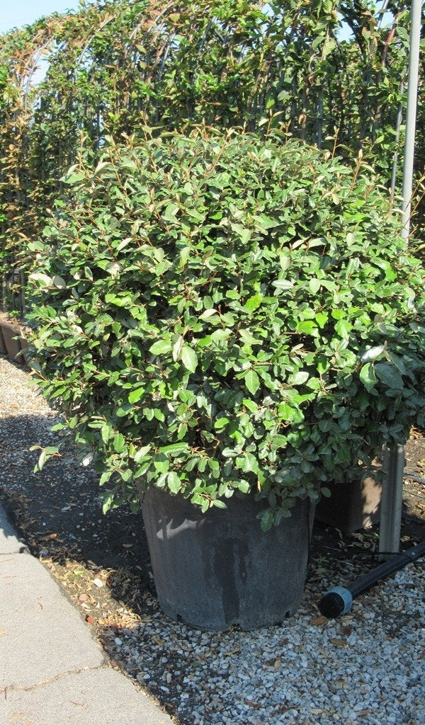  Olijfwilg Als Bol (Elaeagnus Ebbingei 'Compacta')