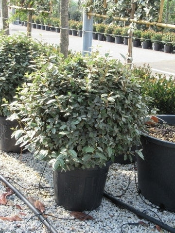  Olijfwilg Als Bol (Elaeagnus Ebbingei 'Compacta')