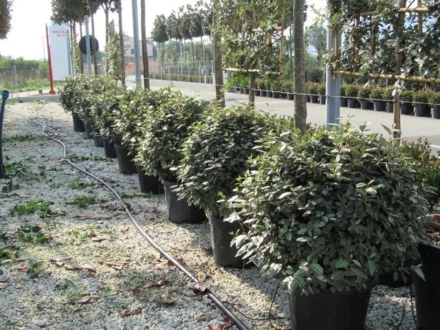  Olijfwilg Als Bol (Elaeagnus Ebbingei 'Compacta')