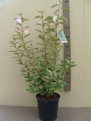  Olijfwilg (Elaeagnus Ebbingei)