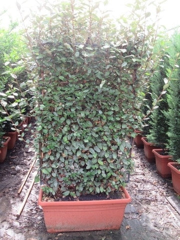  Olijfwilg Als Leivorm (Elaeagnus Ebbingei 'Compacta')