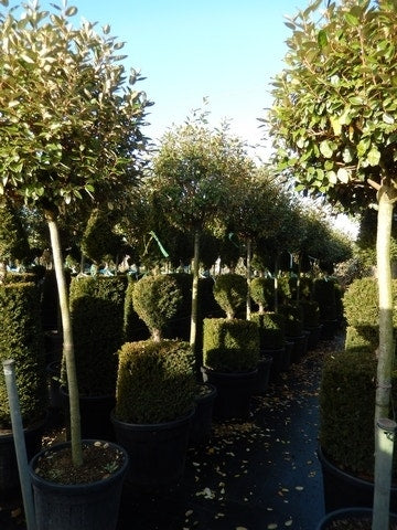  Olijfwilg Op Stam (Elaeagnus Ebbingei)