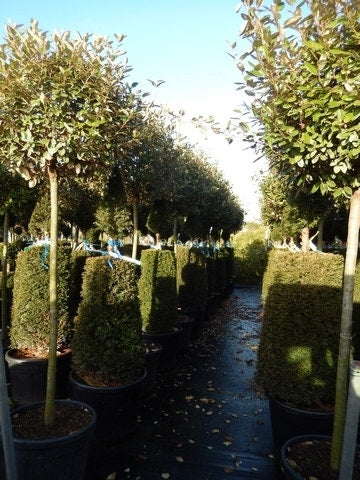  Olijfwilg Op Stam (Elaeagnus Ebbingei)