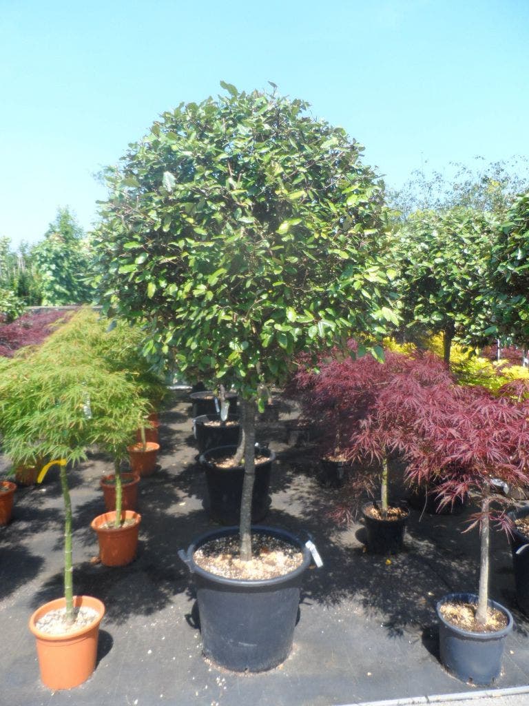  Olijfwilg Als Boom (Elaeagnus Ebbingei)