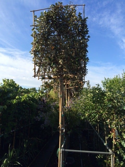  Olijfwilg Als Leiboom (Elaeagnus Ebbingei)