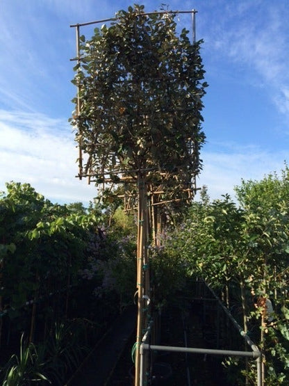  Olijfwilg Als Leiboom (Elaeagnus Ebbingei) NU EXTRA VOORDELIG