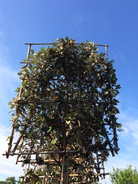  Olijfwilg Als Leiboom (Elaeagnus Ebbingei) NU EXTRA VOORDELIG