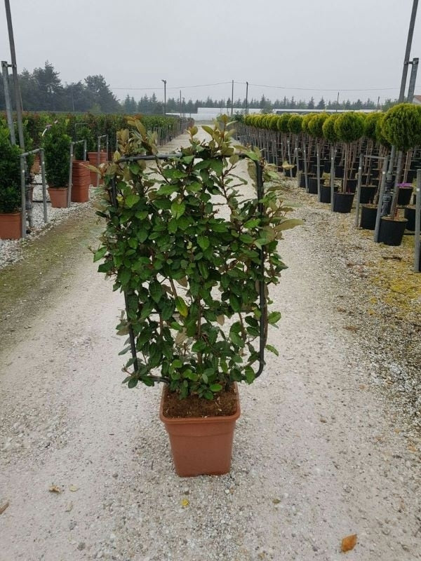  Olijfwilg Als Leivorm (Elaeagnus Ebbingei)