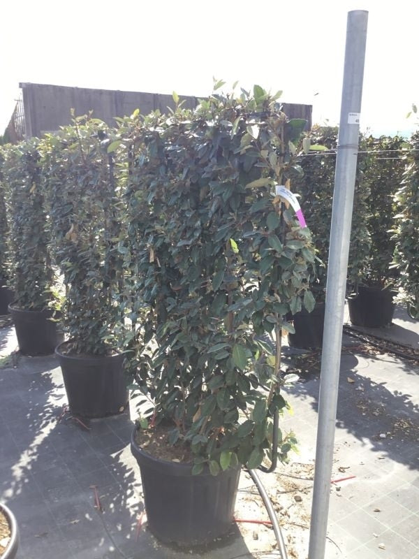  Olijfwilg Als Leivorm (Elaeagnus Ebbingei)