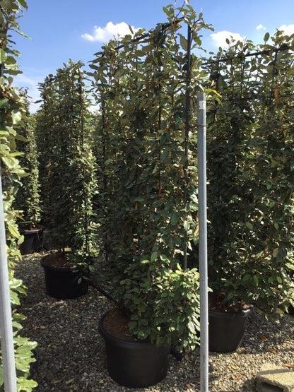  Olijfwilg Als Leivorm (Elaeagnus Ebbingei)