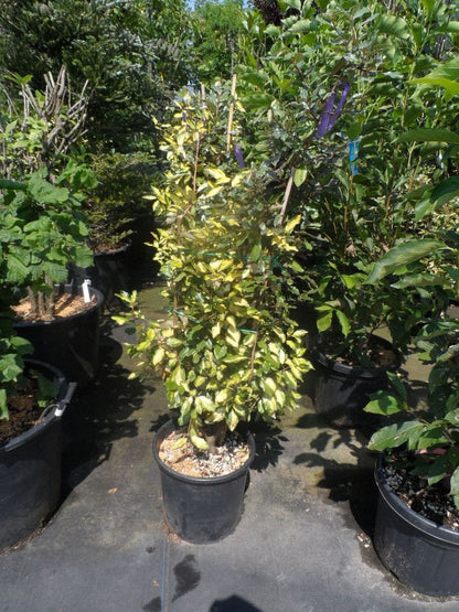  Bontbladige Olijfwilg (Elaeagnus Ebbingei 'Limelight')