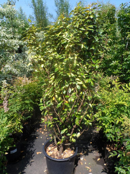  Bontbladige Olijfwilg (Elaeagnus Ebbingei 'Limelight')