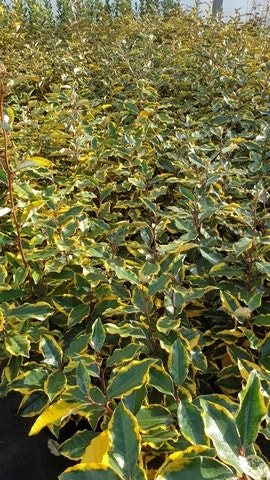  Olijfwilg (Elaeagnus Ebbingei 'Viveleg')