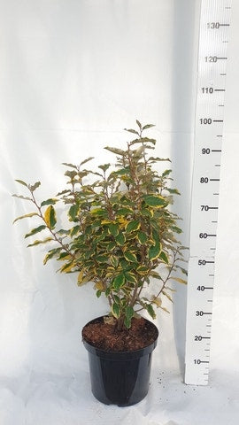  Olijfwilg (Elaeagnus Ebbingei 'Viveleg')