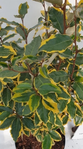  Olijfwilg (Elaeagnus Ebbingei 'Viveleg')