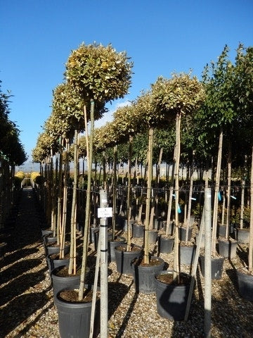  Bontbladige Olijfwilg Als Boom (Elaeagnus Ebbingei 'Gilt Edge')
