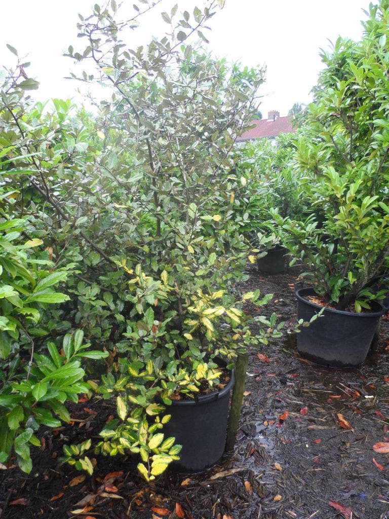  Olijfwilg (Elaeagnus Pungens 'Maculata')