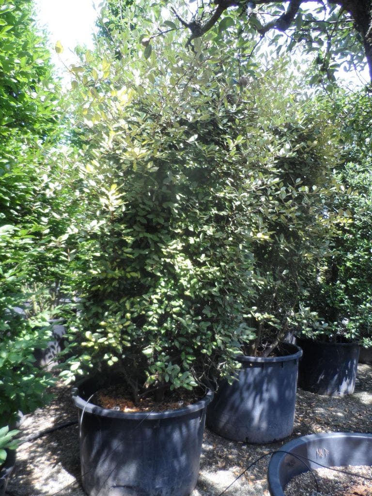  Olijfwilg (Elaeagnus Pungens 'Maculata')