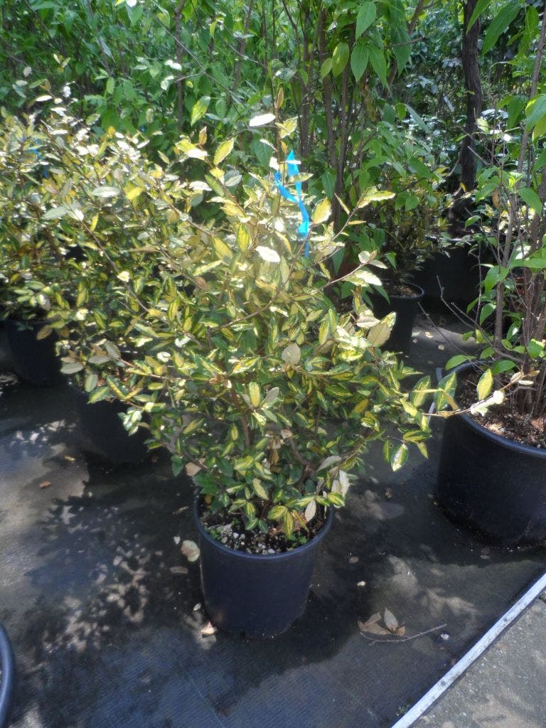  Olijfwilg (Elaeagnus Pungens 'Maculata')