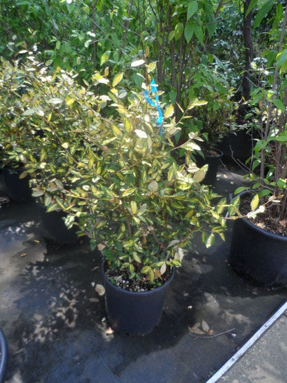  Olijfwilg (Elaeagnus Pungens 'Maculata')